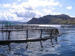 Skotske og norske forskere møtes på akvakulturkonferansen i Edinburgh i april. (Foto: 