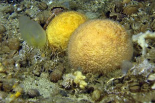 Svamper og sekkedyr. Foto: Havforskningsinstituttet/MAREANO