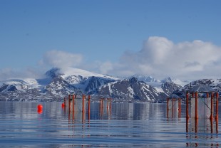 CO2-eksperiment i et naturlig planktonmiljø i Ny Ålesund. Eksperimentet er en del av EPOCA Svalbard kampagne 2010 (foto: Anna Silyakova). 