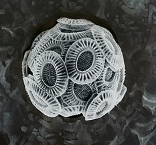 Havets mikroorganismer, her illustrert med kalkflagellaten Emiliania huxleyi, lever en utsatt tilværelse der kampen om begrensede resurser må kombineres med et intenst forsvar mot predatorer og virus. Illustrasjon:Ellen Karin Mæhlum