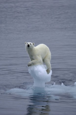 A warmer climate might be a threat to the polar bear. (Photo: Arne Nævra)